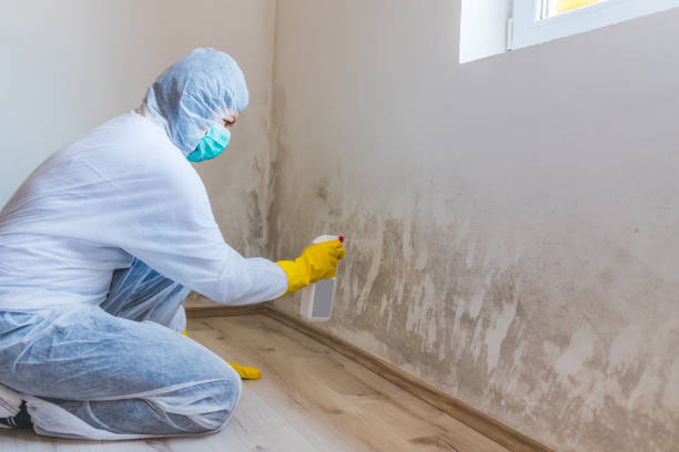 Licensed Mold Remediation service in Puyallup, WA - WQB Mold Removal